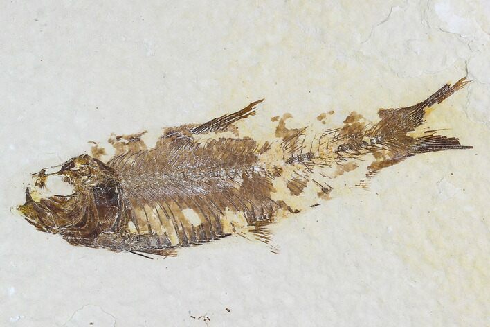 Fossil Fish (Knightia) - Wyoming #108300